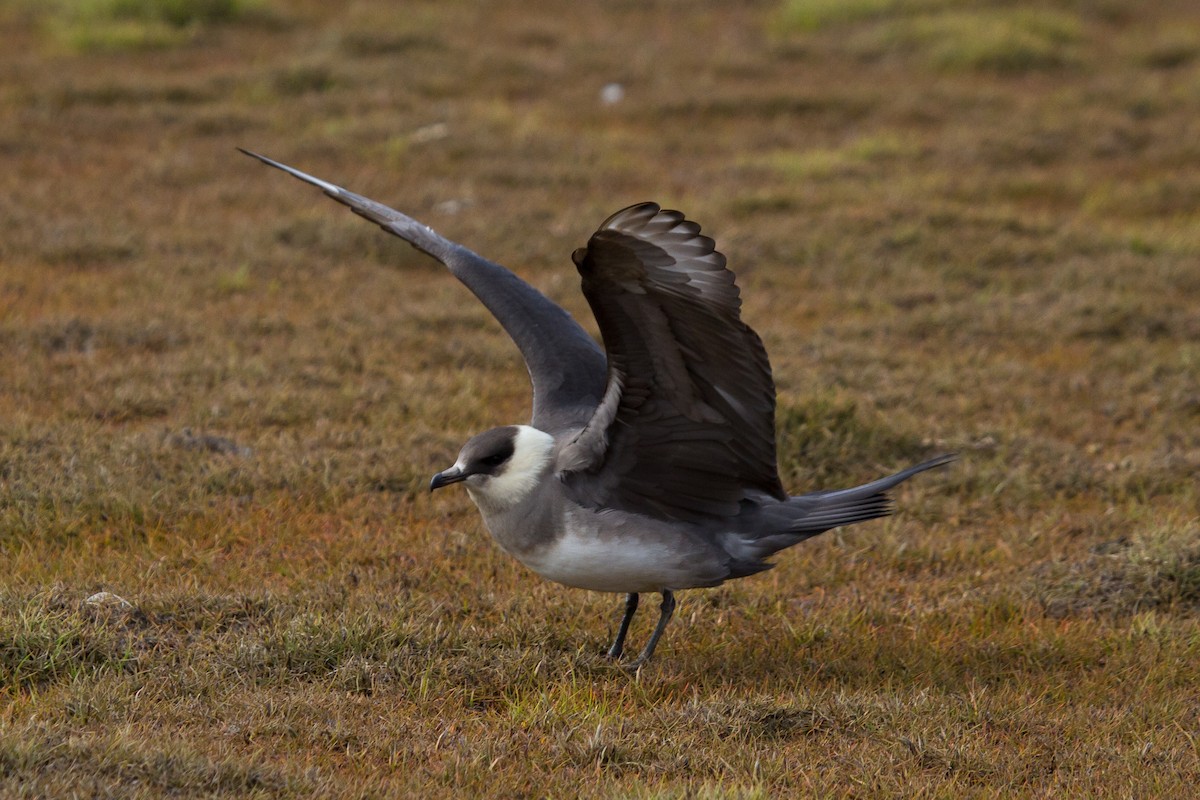 Págalo Parásito - ML646514197
