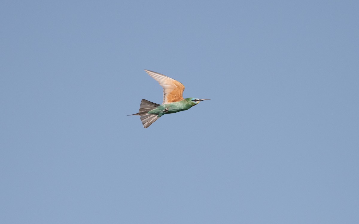 Abejaruco Persa - ML646514198