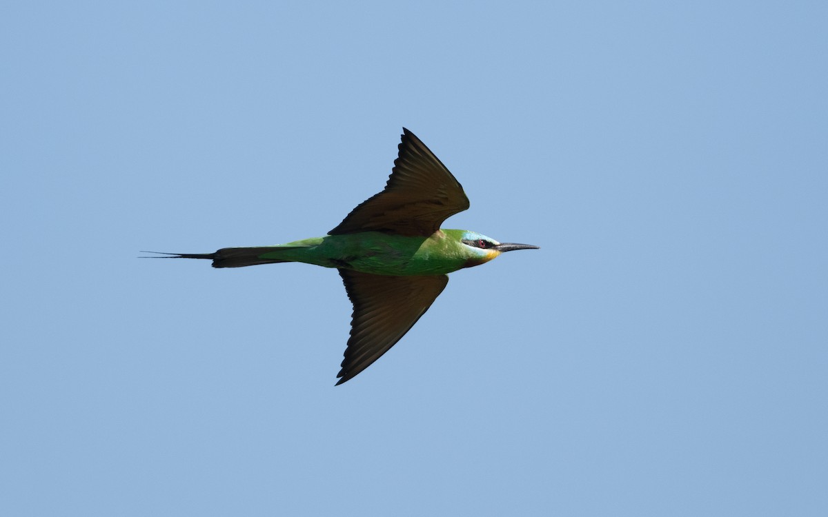 Abejaruco Persa - ML646514200