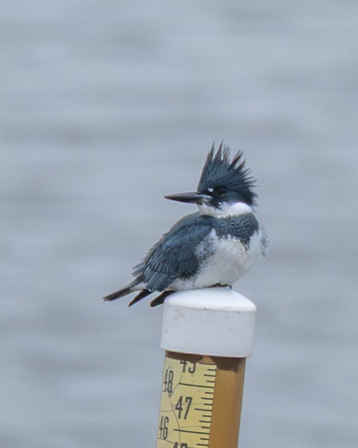 Martín Gigante Norteamericano - ML646514201