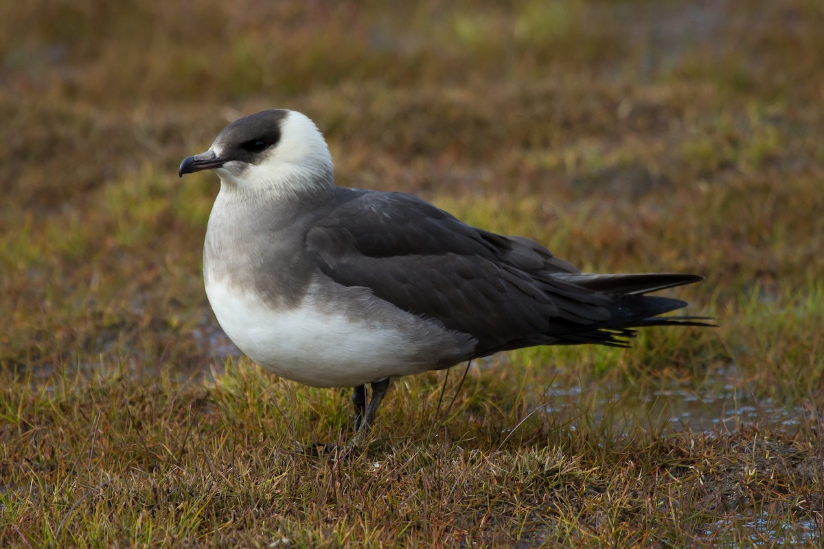Págalo Parásito - ML646514202