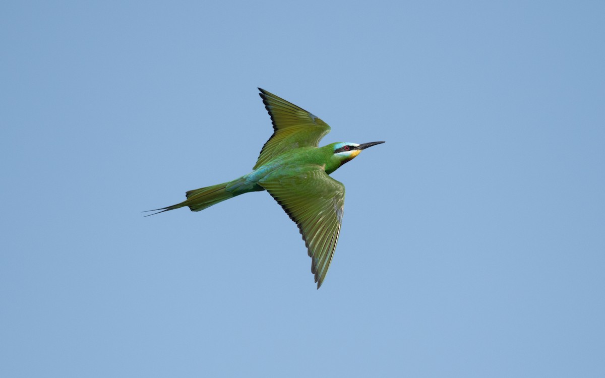 Abejaruco Persa - ML646514203