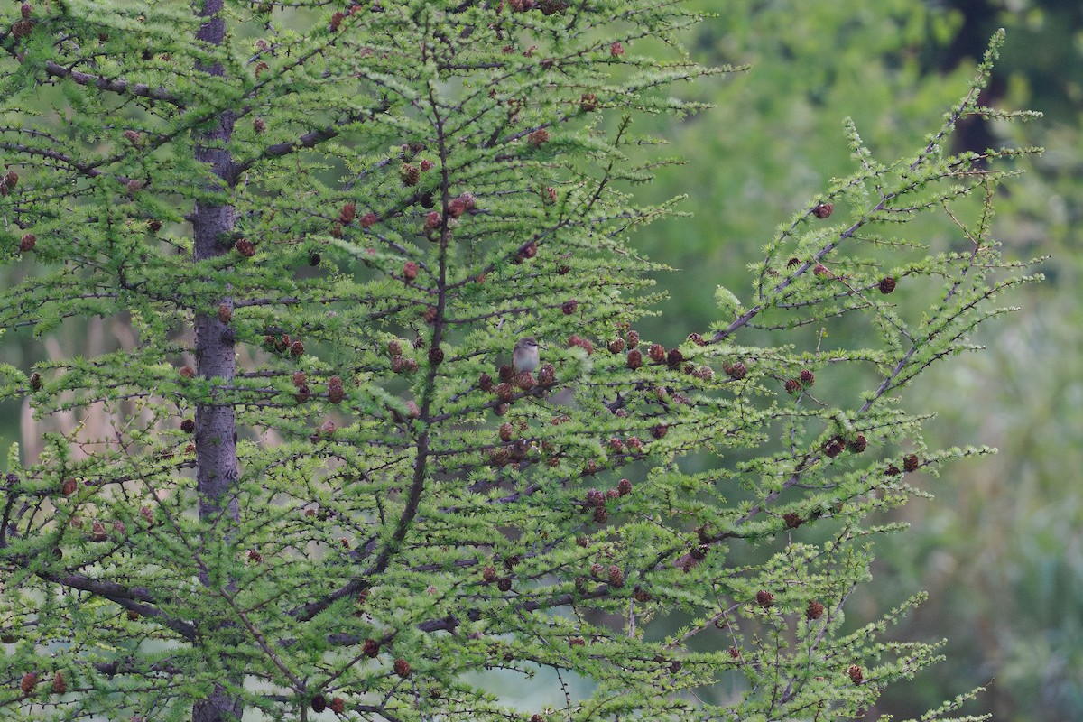 Zarzalero de David - ML646514204