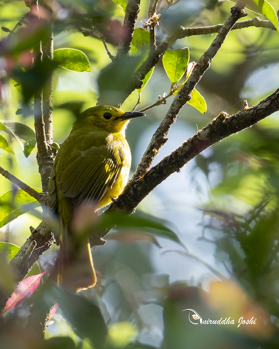 Bulbul Cejiamarillo - ML646514205