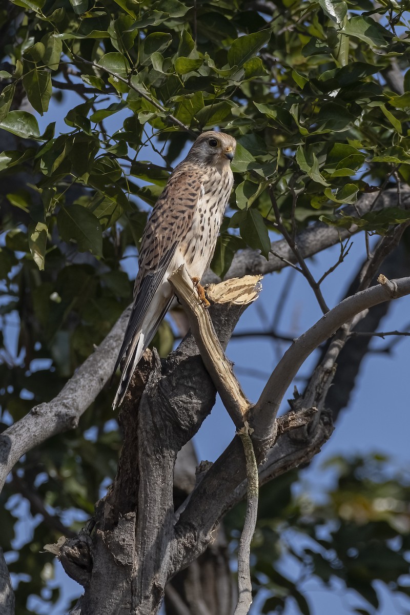 Cernícalo Vulgar - ML646514206