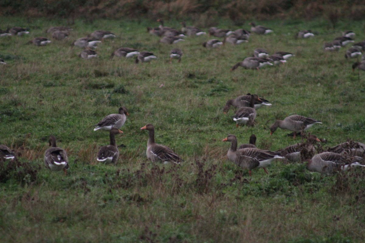Ánsar Común - ML646514207