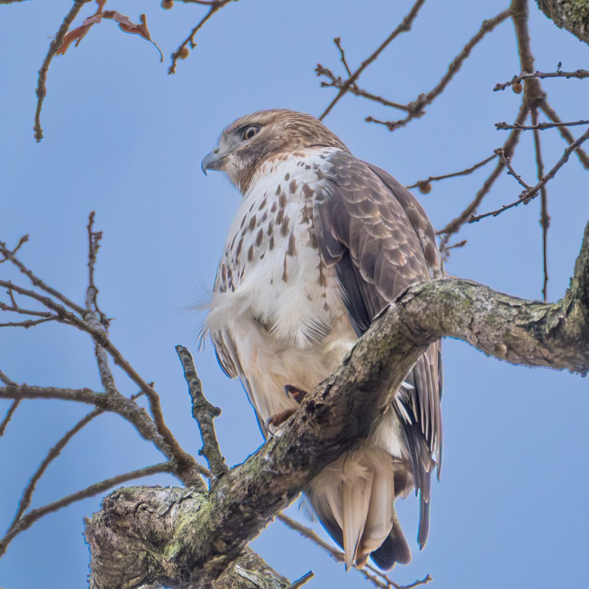 Busardo Colirrojo - ML646514208