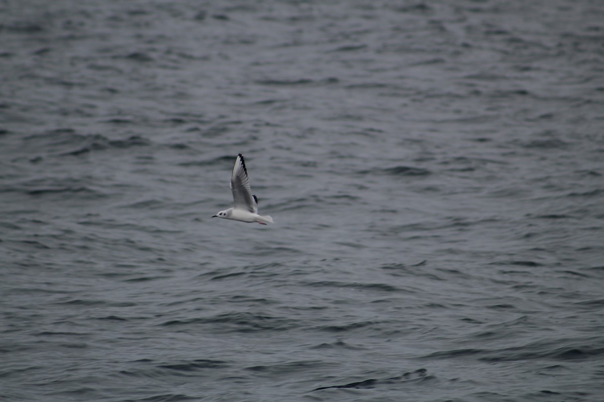 Gaviota de Bonaparte - ML646514210