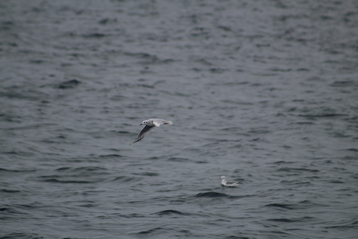 Gaviota de Bonaparte - ML646514211