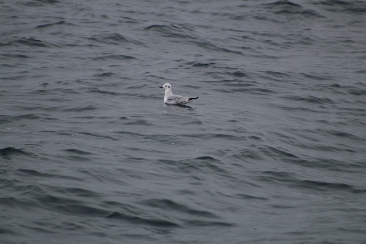 Gaviota de Bonaparte - ML646514212