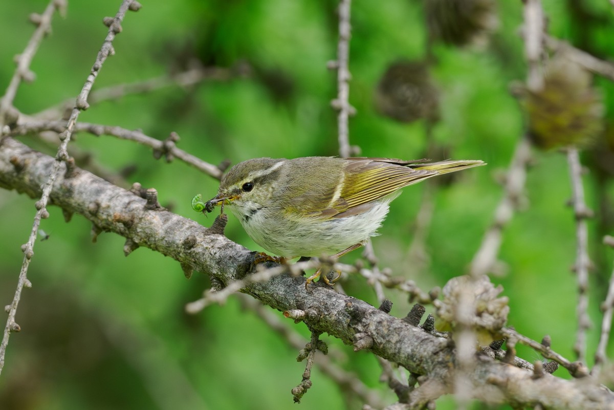 Mosquitero de Hume - ML646514213