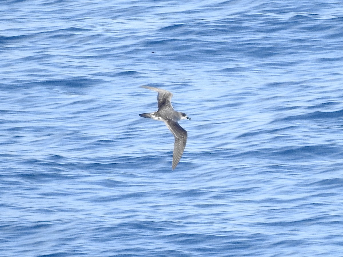 Robinsonsturmvogel - ML646514216