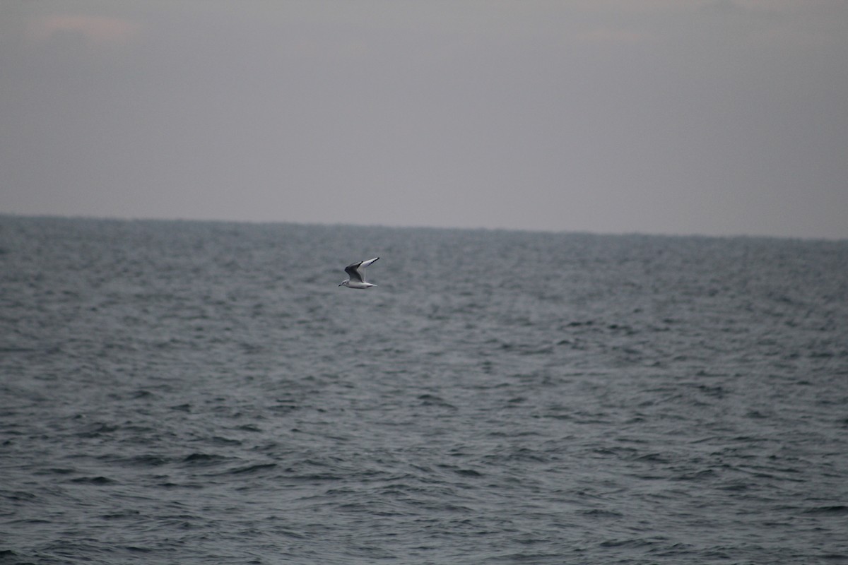 Gaviota de Bonaparte - ML646514219