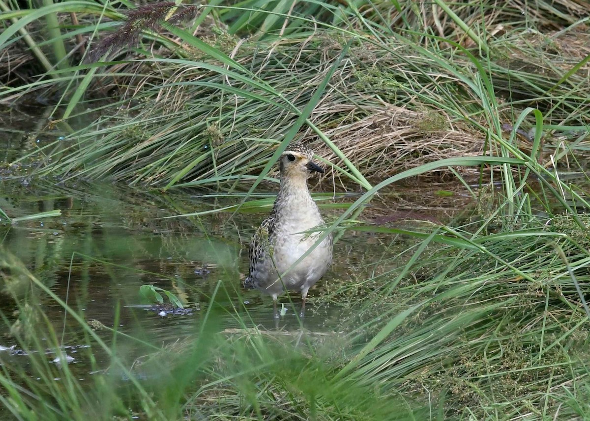 太平洋金斑鴴 - ML646514226