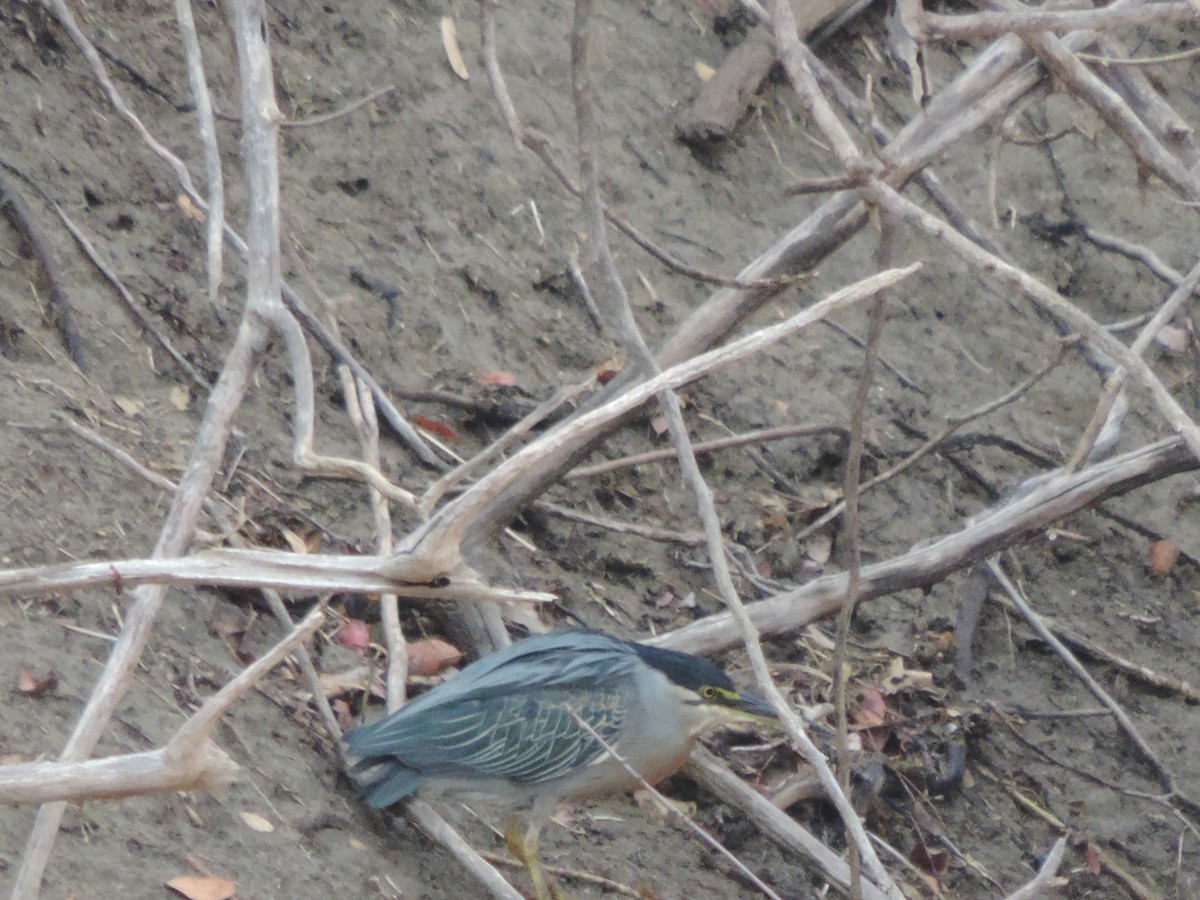 Striated Heron - ML646514227