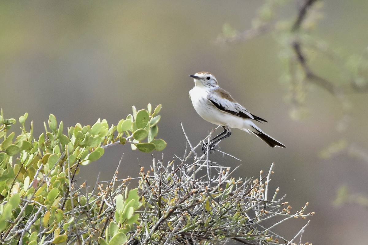 Salinas Monjita - ML646514228