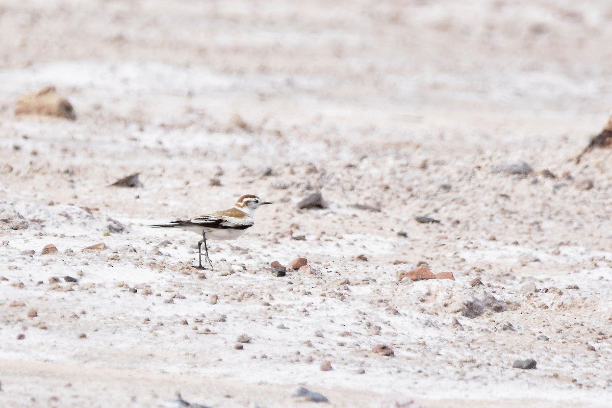 Salinas Monjita - ML646514229