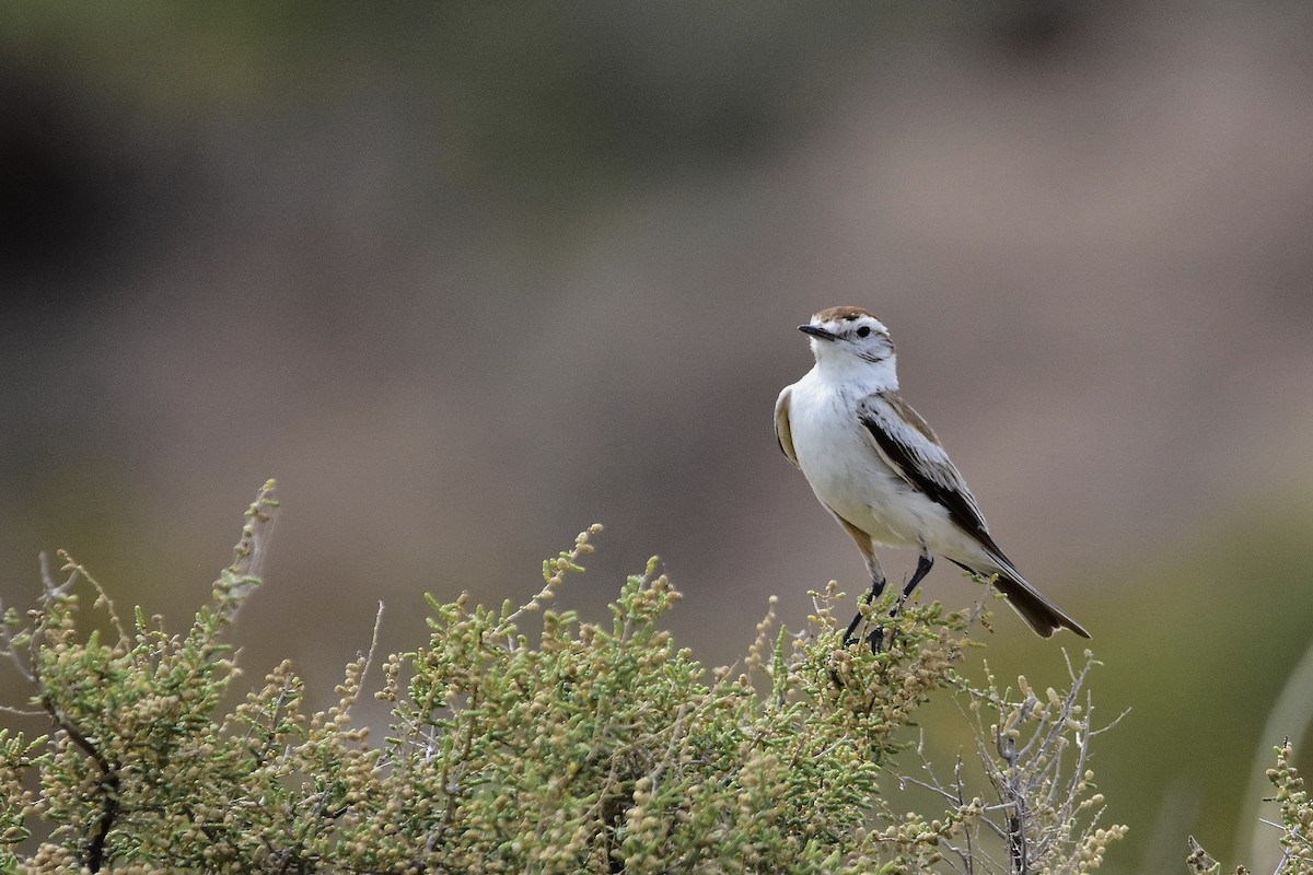 Salinas Monjita - ML646514230