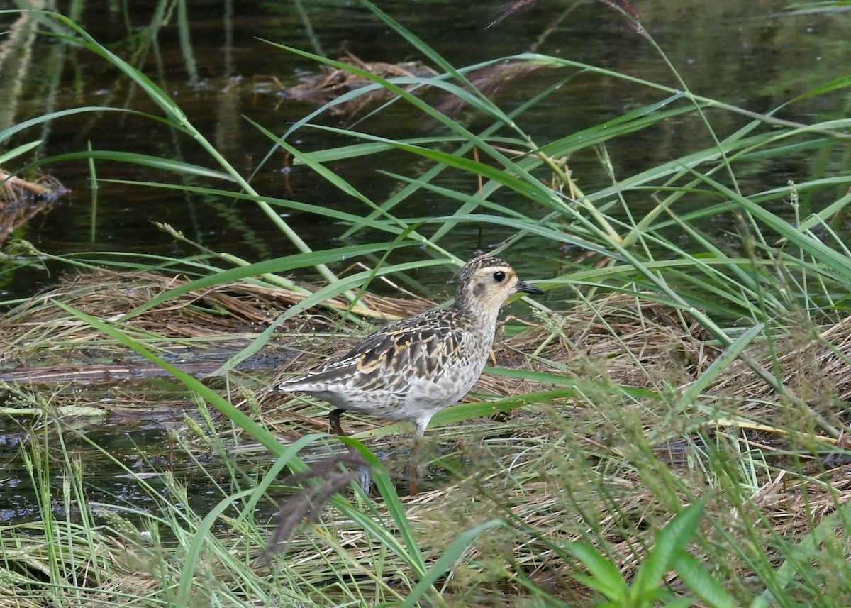 太平洋金斑鴴 - ML646514231