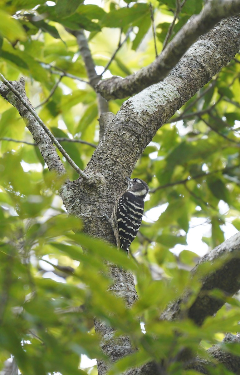 Japanese Pygmy Woodpecker - ML646514232
