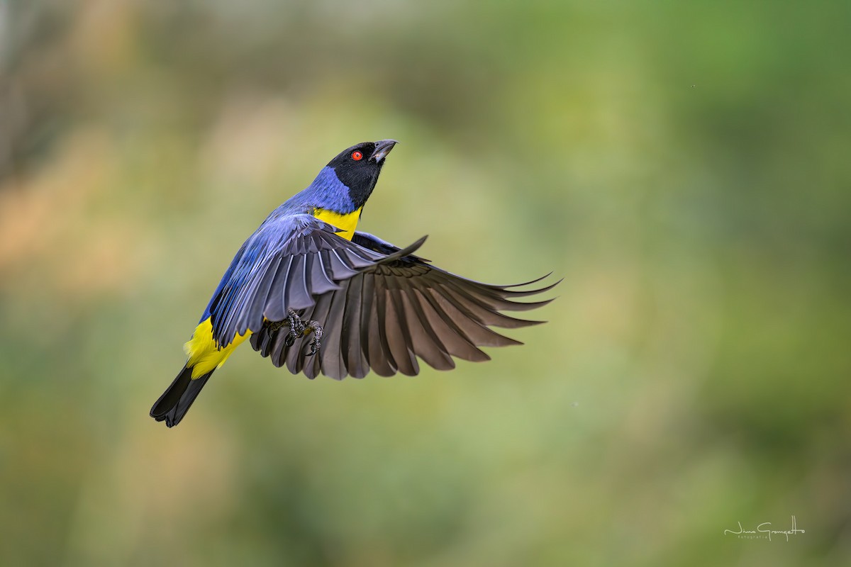 Hooded Mountain Tanager - ML646514236