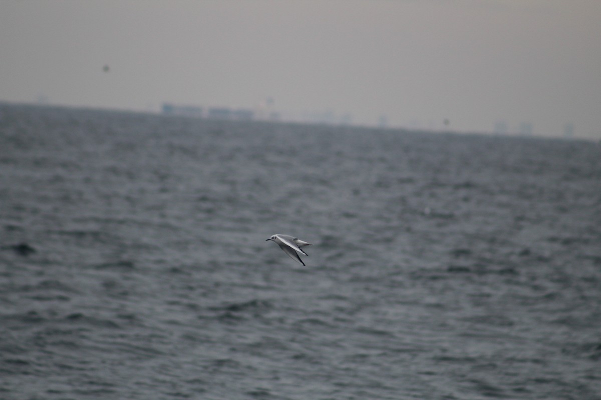 Bonaparte's Gull - ML646514237