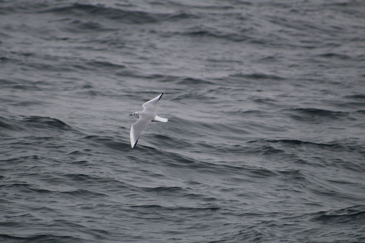 Bonaparte's Gull - ML646514238