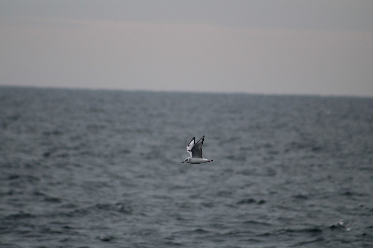 Bonaparte's Gull - ML646514239