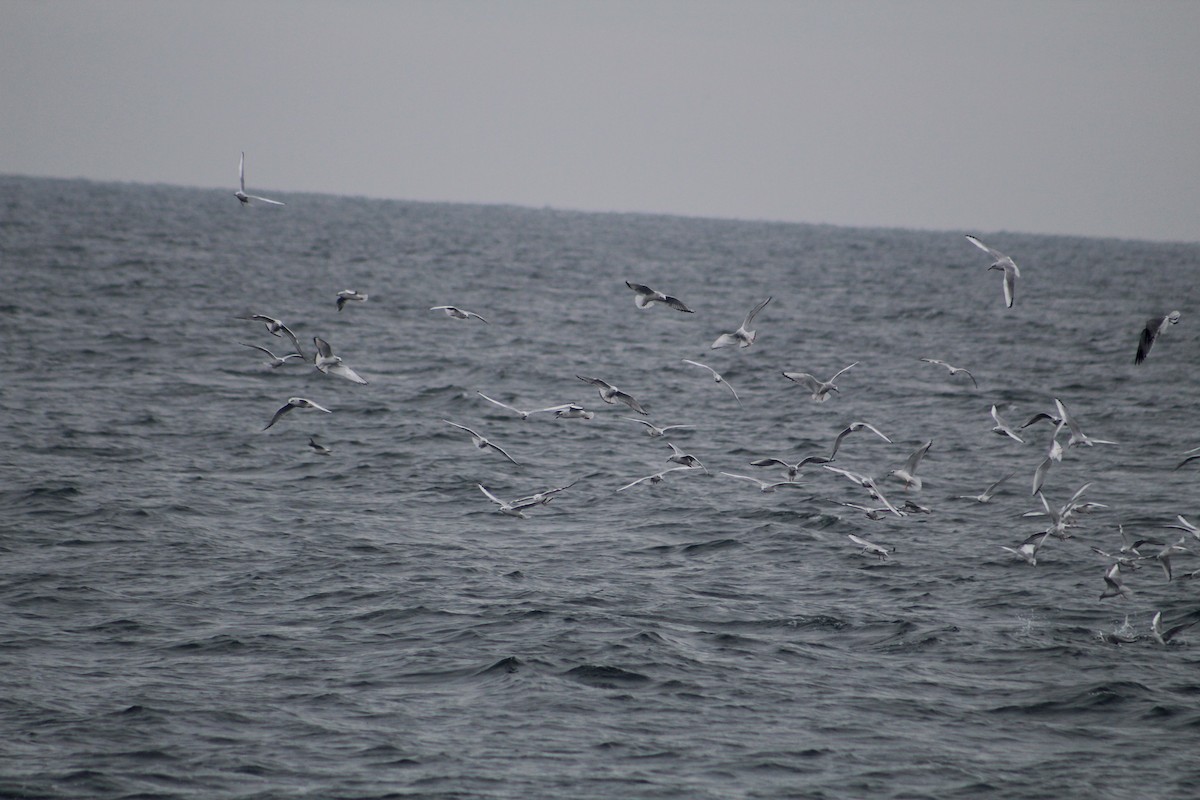 Bonaparte's Gull - ML646514240