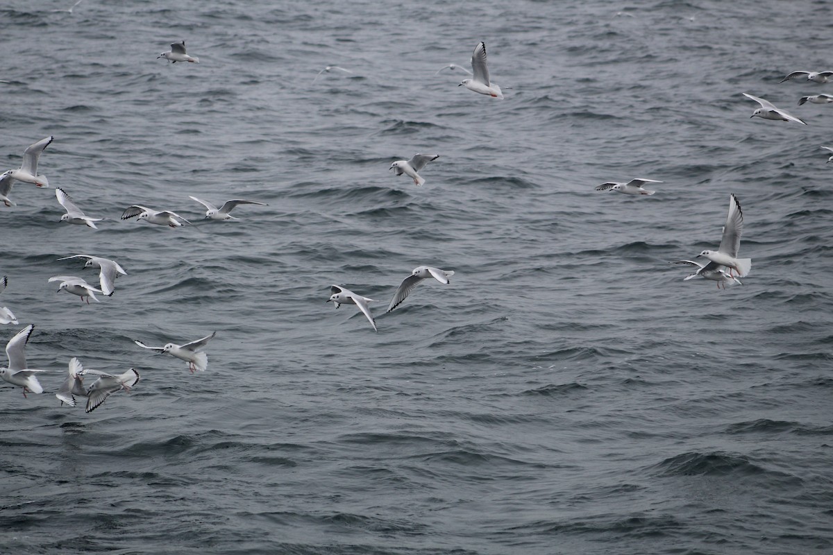 Bonaparte's Gull - ML646514241