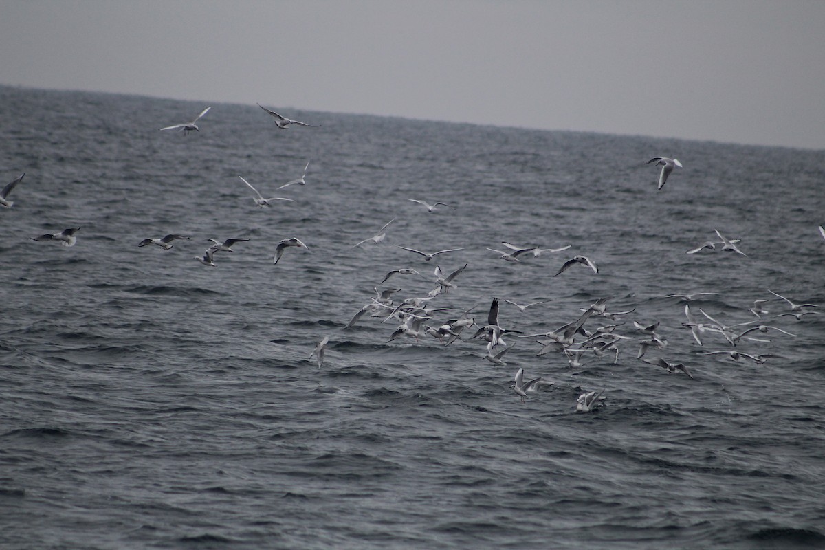 Bonaparte's Gull - ML646514242