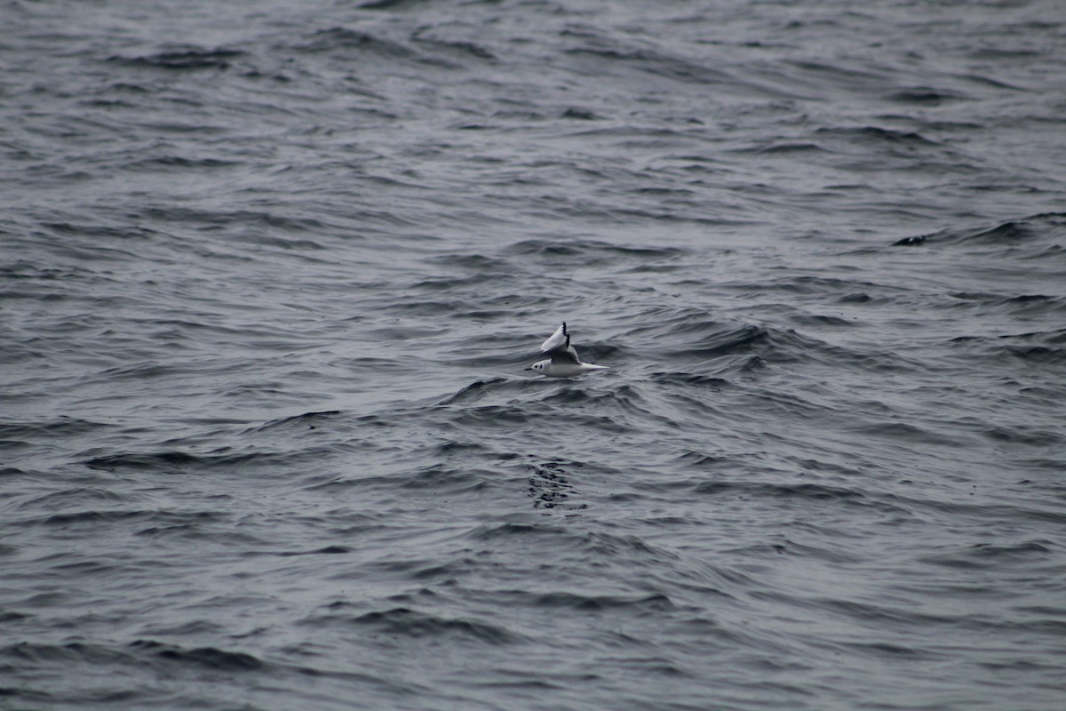 Bonaparte's Gull - ML646514243