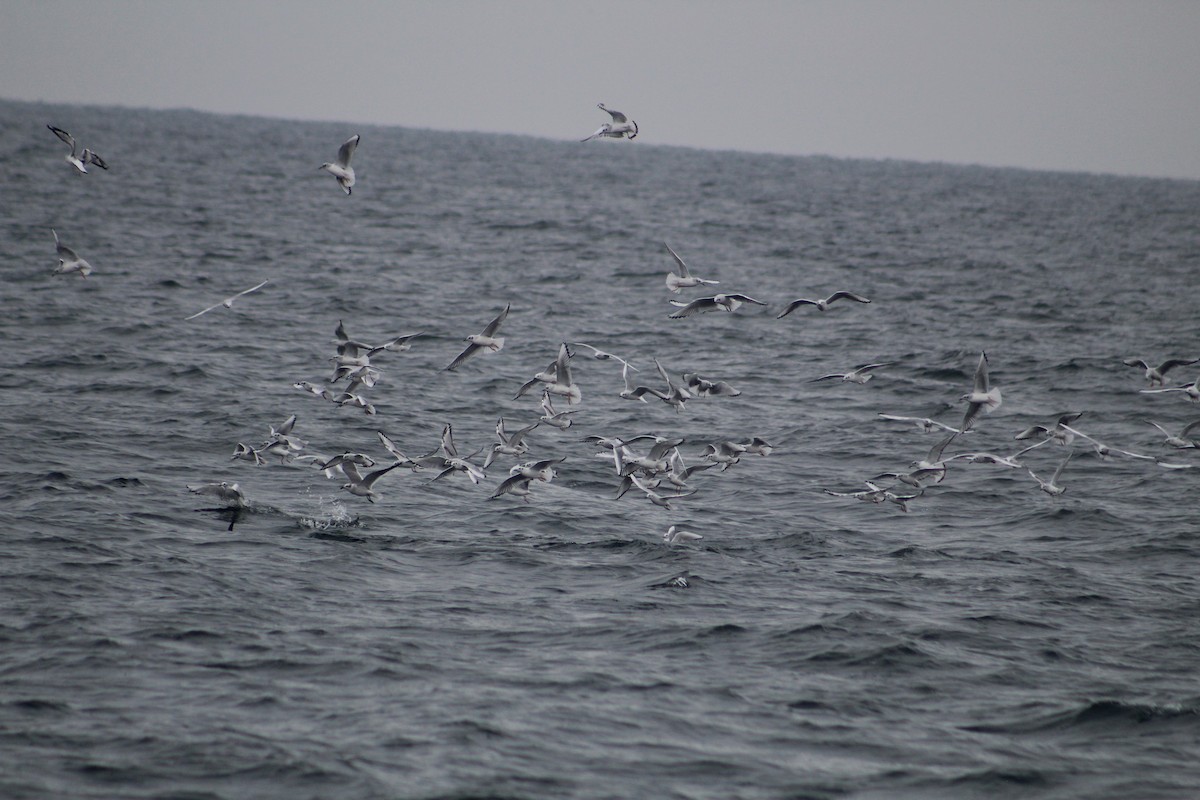 Bonaparte's Gull - ML646514244