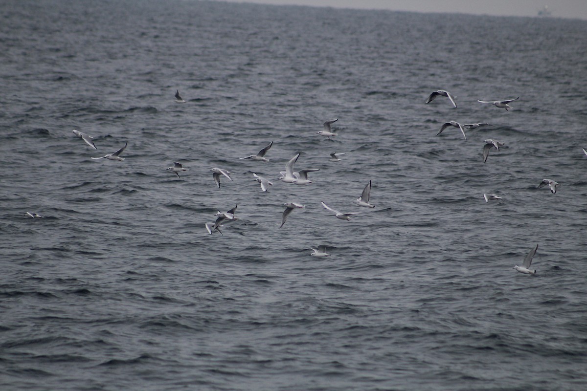 Bonaparte's Gull - ML646514245