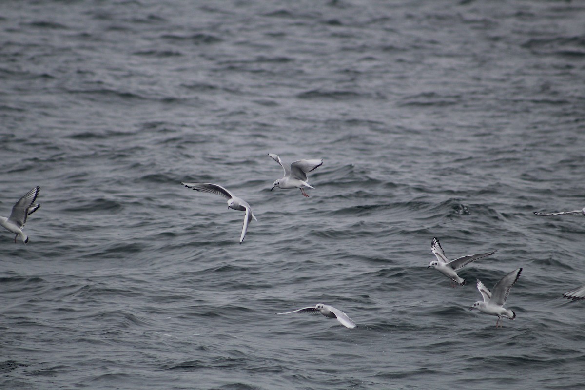 Bonaparte's Gull - ML646514247
