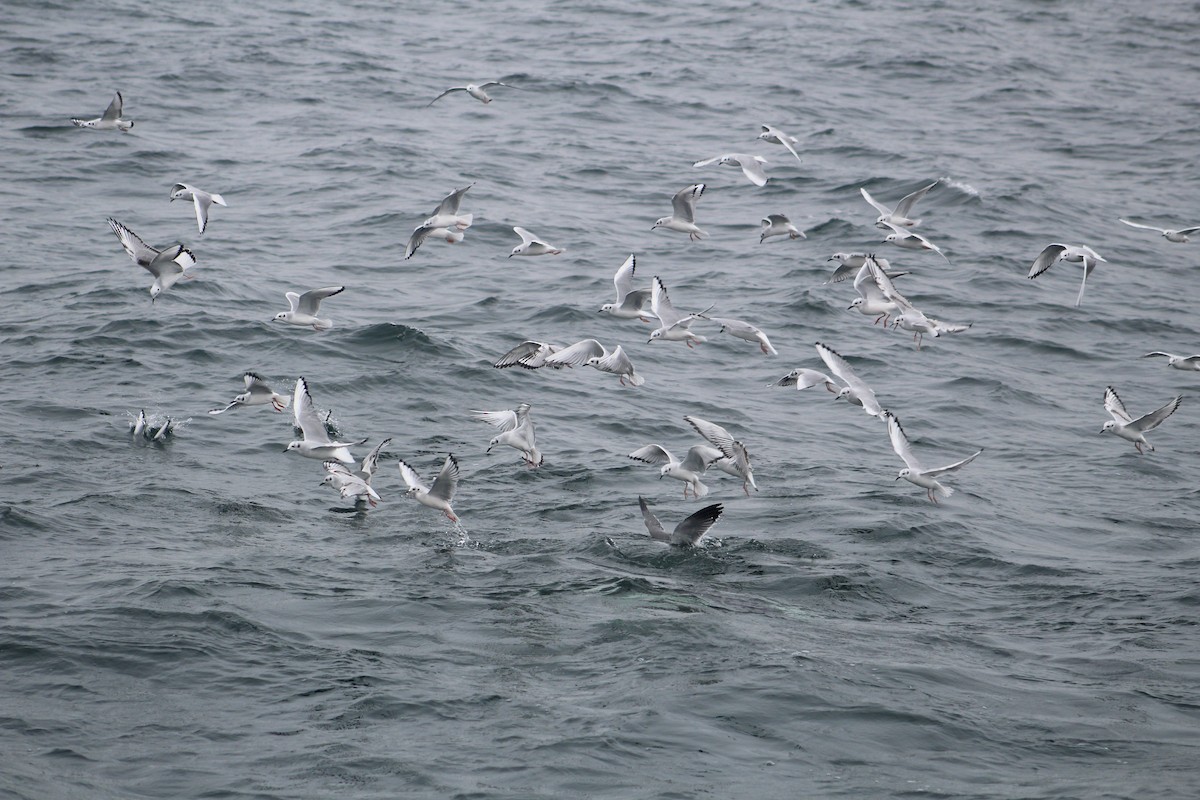 Bonaparte's Gull - ML646514248
