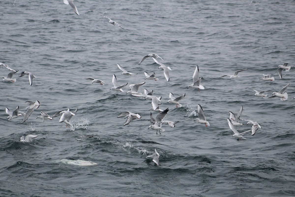 Bonaparte's Gull - ML646514249