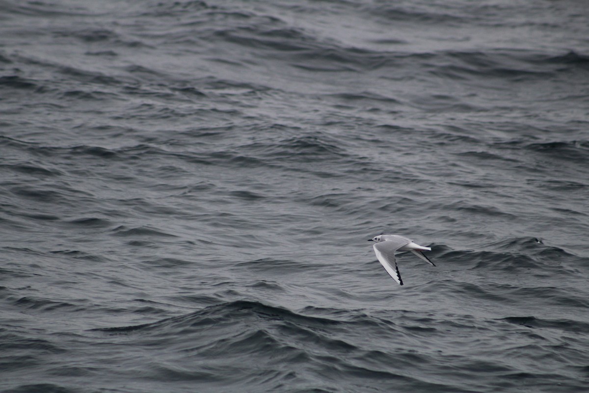 Bonaparte's Gull - ML646514250