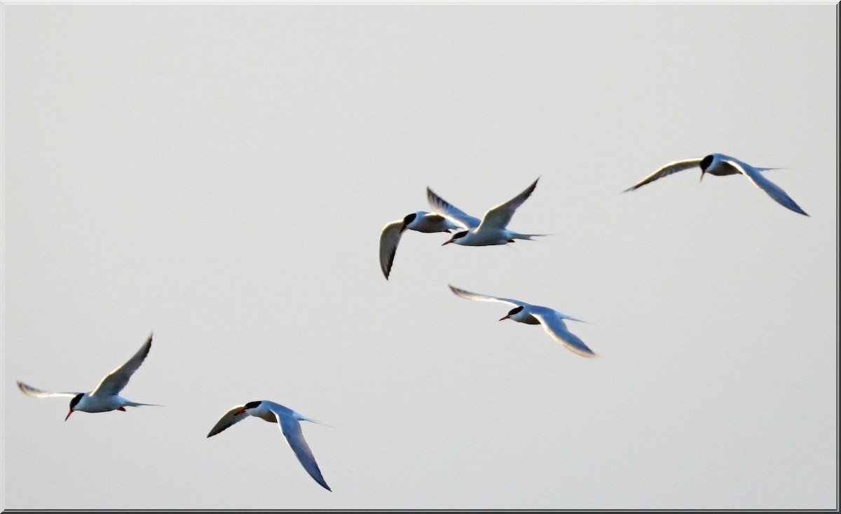 Чеграва - ML646514266