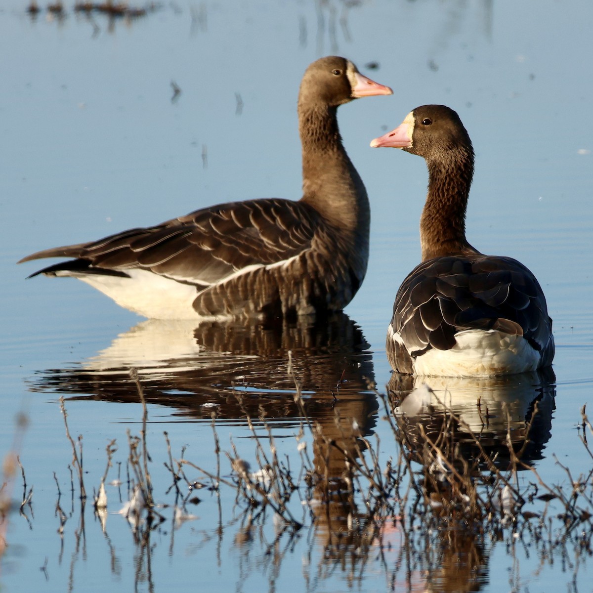 Greater White-fronted Goose - ML646514270