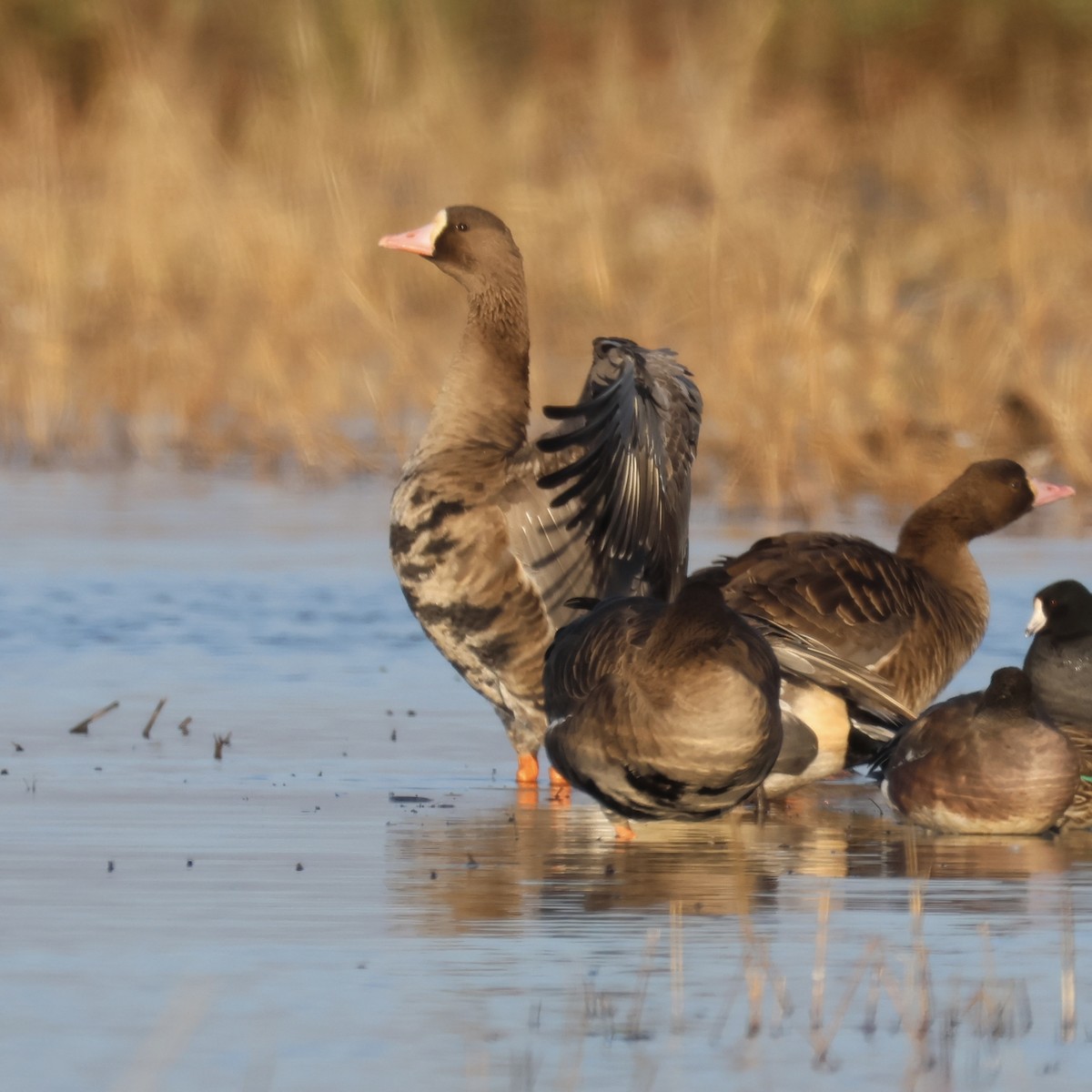 Greater White-fronted Goose - ML646514271