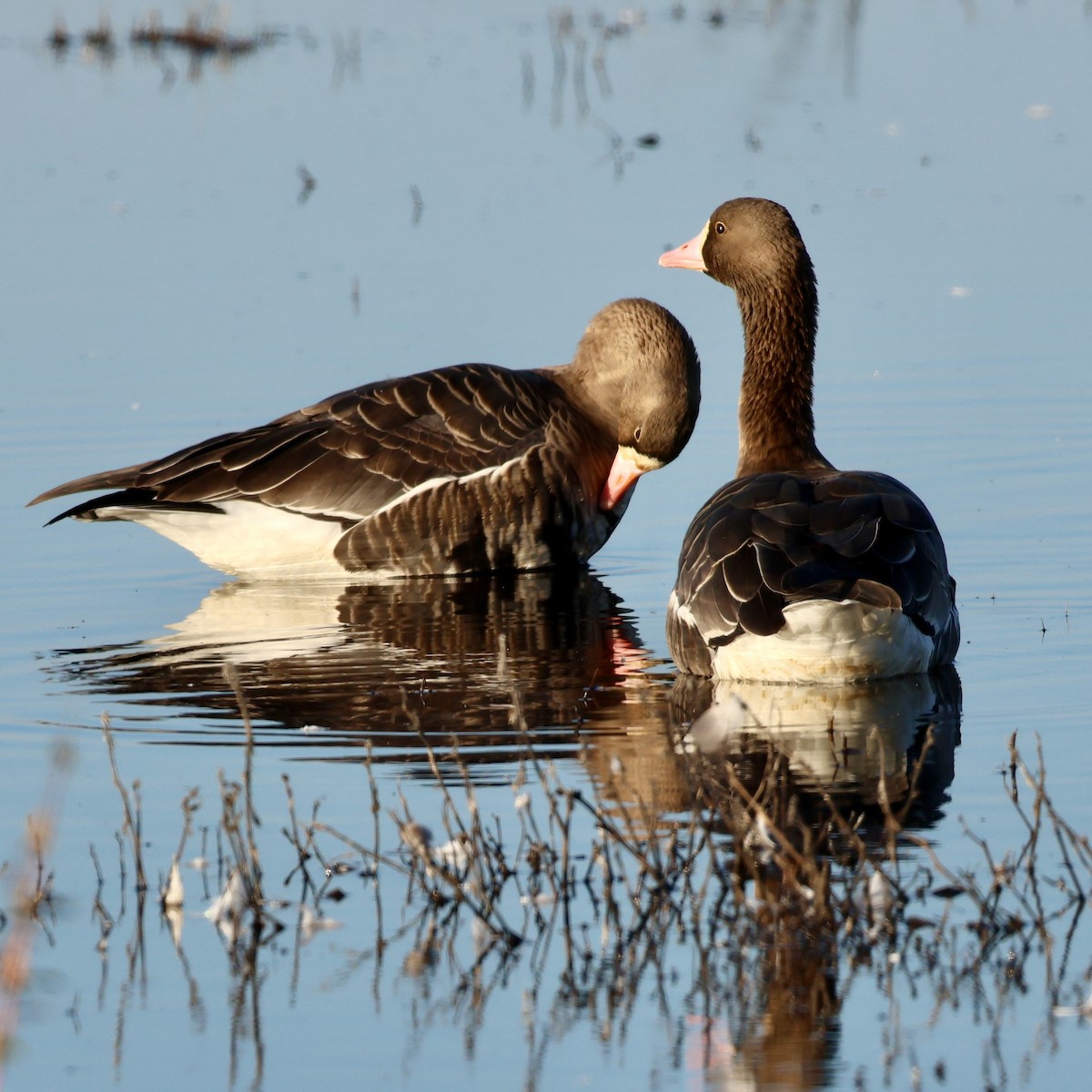 Greater White-fronted Goose - ML646514272