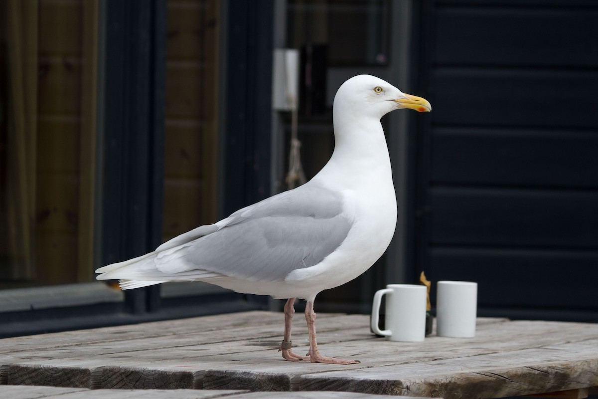 北極鷗 - ML646514273