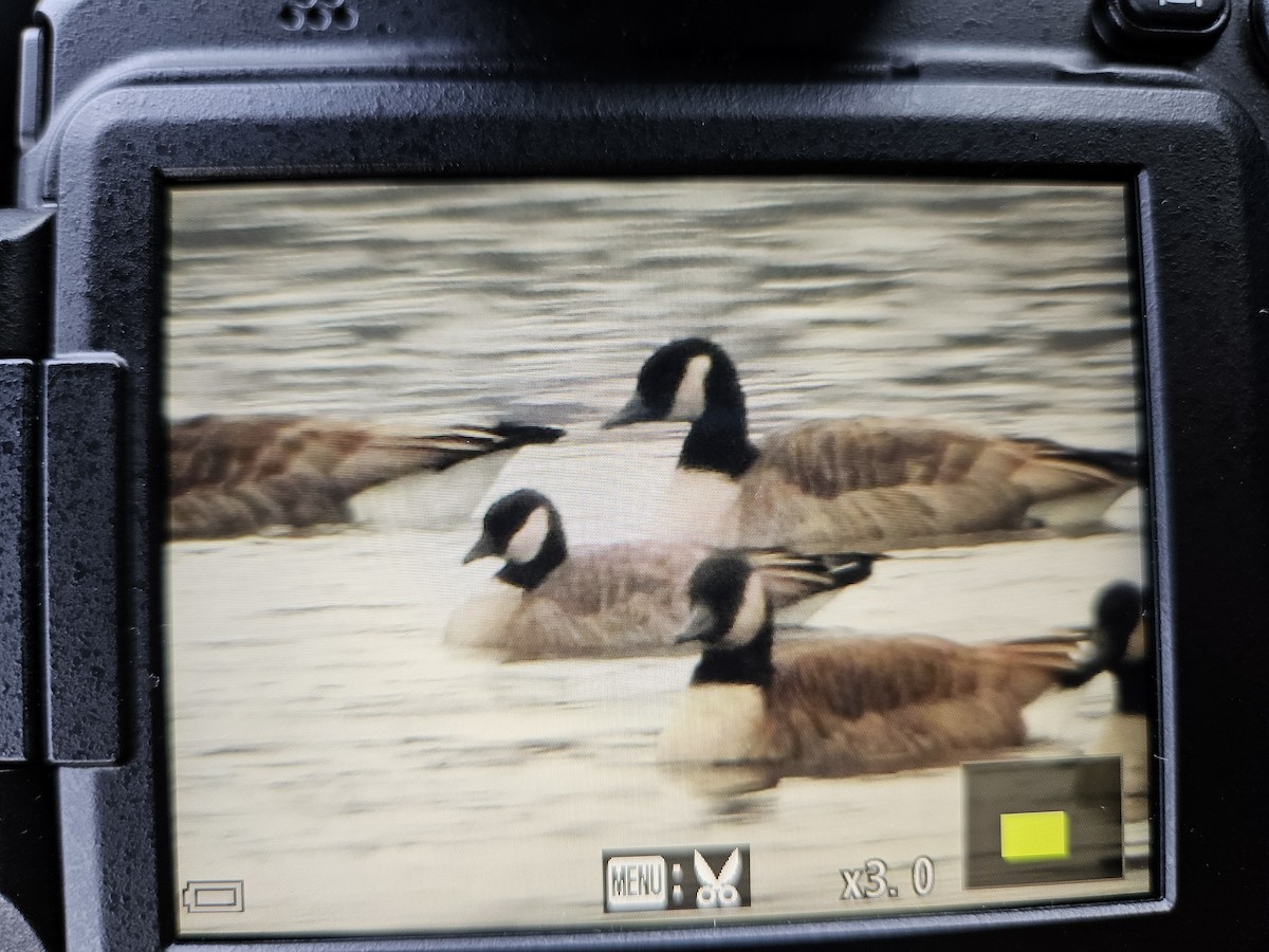 Gıdaklayan Kaz - ML646514275