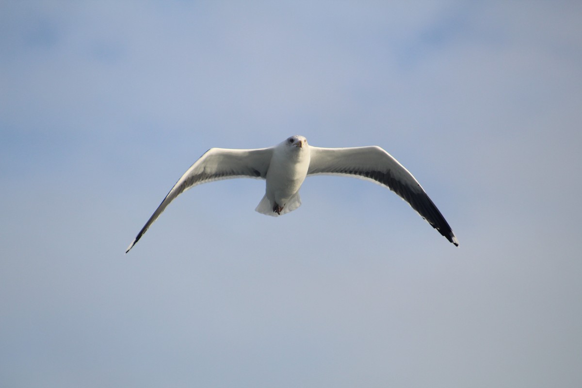 Морская чайка - ML646514283