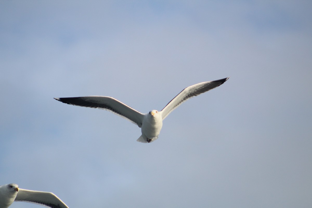 Морская чайка - ML646514284