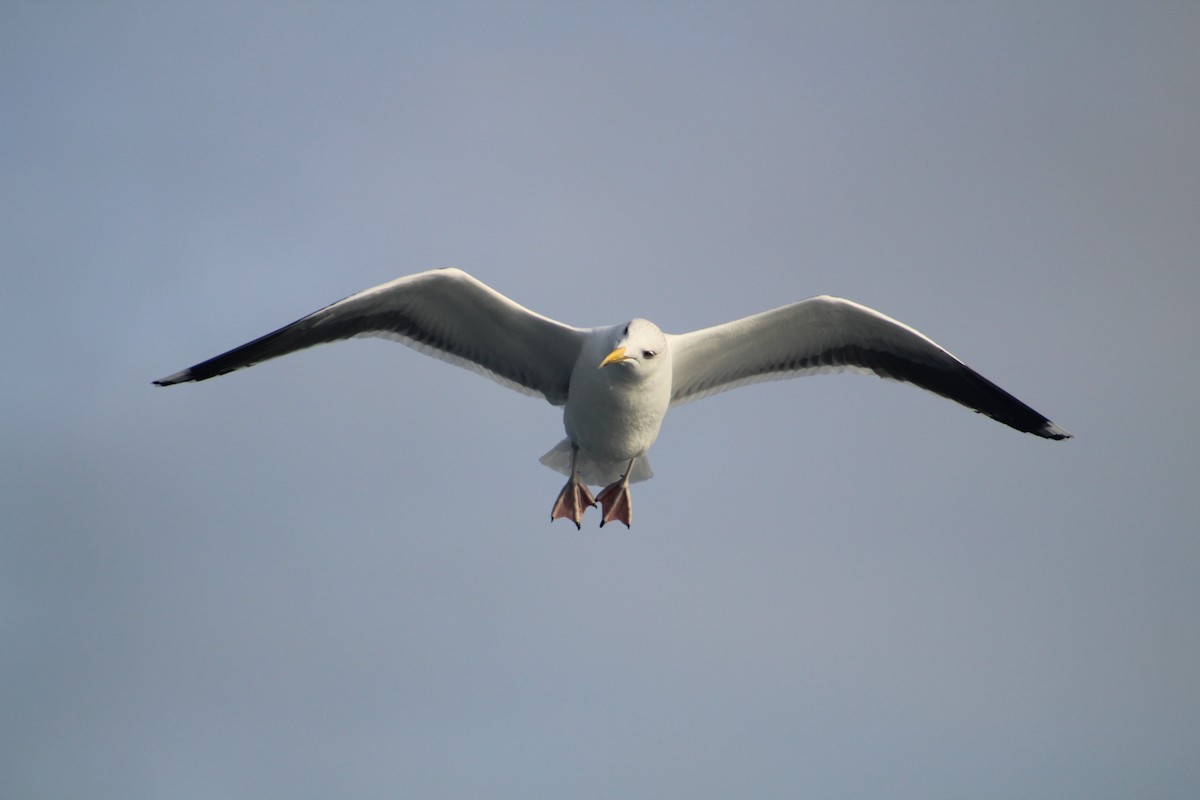 Морская чайка - ML646514285