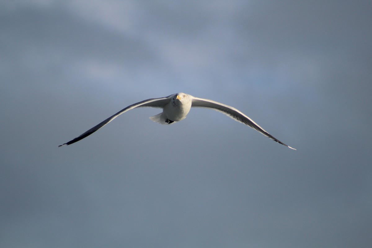 Морская чайка - ML646514286