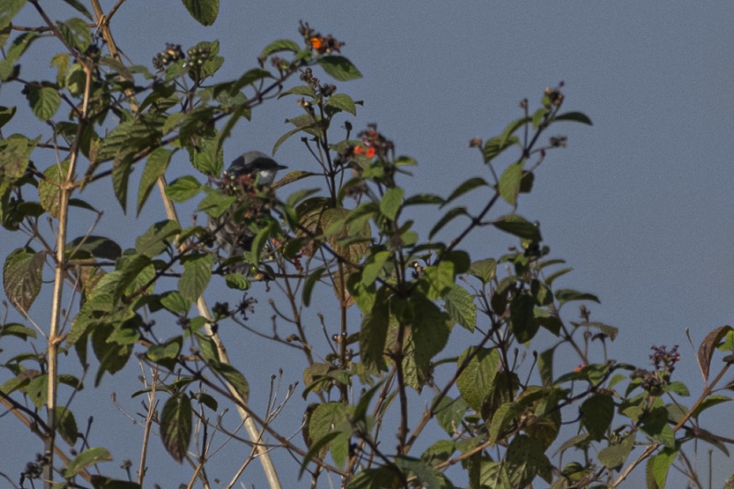 Lesser Whitethroat - ML646514288