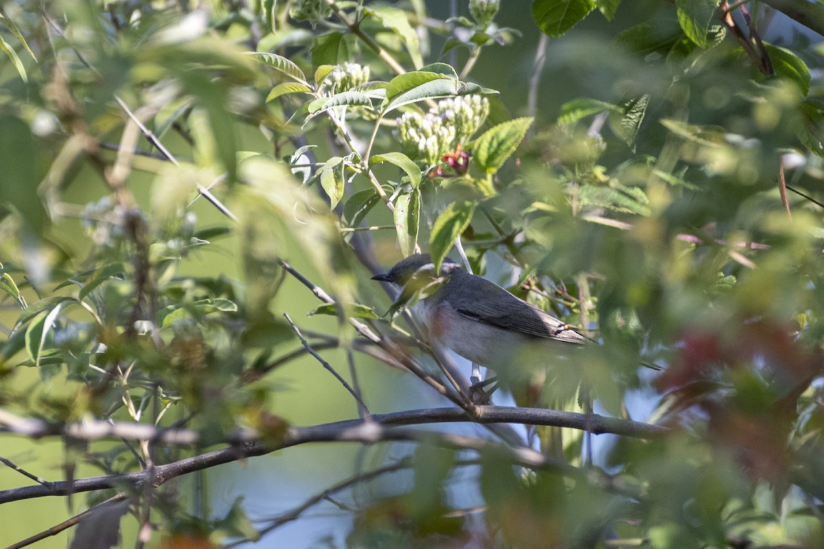 Lesser Whitethroat - ML646514289